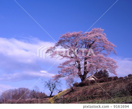 Nanakusaki Tenjin Sakura Nanakusaki Tenjin Sakura 9161694
