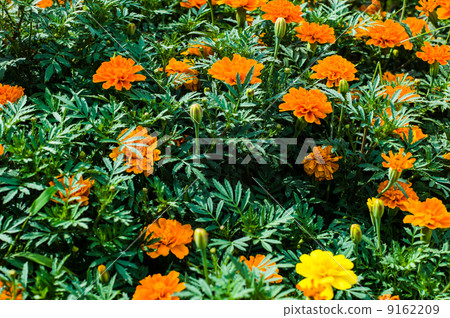 萬壽菊 萬壽菊 9162209