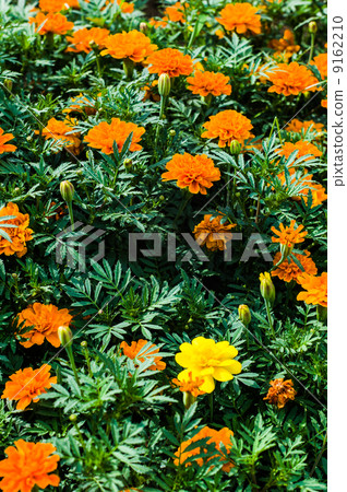 萬壽菊 萬壽菊 9162210