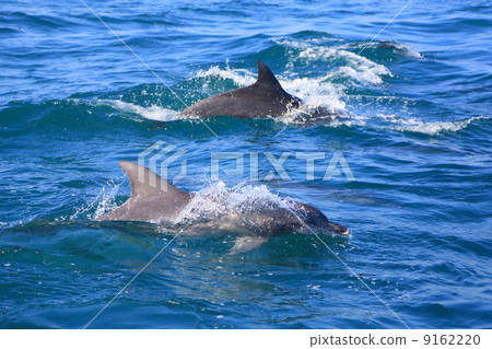 Wild dolphin Wild dolphin 9162220