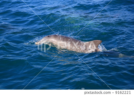 Wild dolphin Wild dolphin 9162221