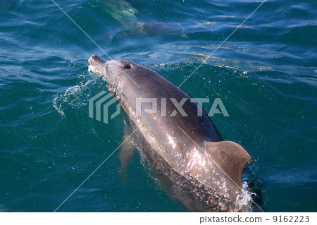 野生海豚 9162223