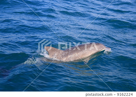 野生海豚 9162224