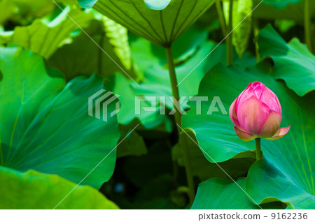 蓮花芽 蓮花芽 9162236