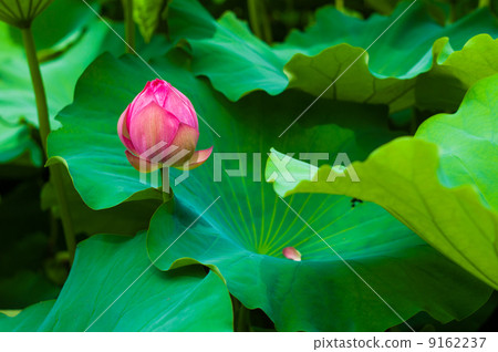 蓮花芽 9162237