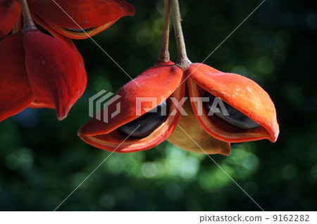 Fruit of ping pong trees Fruit of ping pong trees 9162282