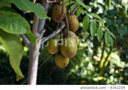 Spondias Citerea 9162289