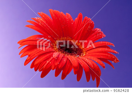 Gerbera Gerbera 9162428