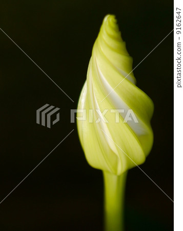 Bud of evening face Bud of evening face 9162647