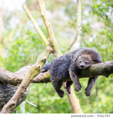 binturong bearcat sleeping 9162767