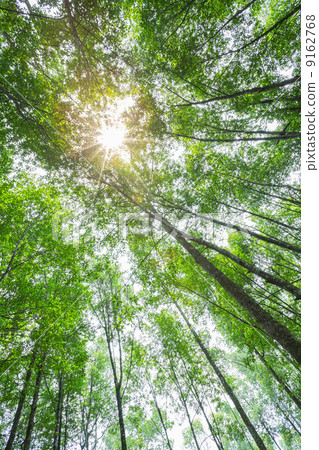 forest trees with sunlight 9162768