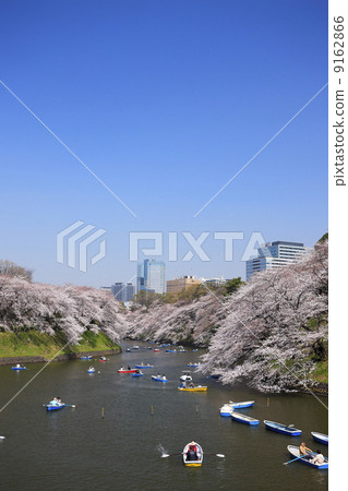 Cherry tree full-bloomed Chidorigafuchi Park Cherry tree full-bloomed Chidorigafuchi Park 9162866