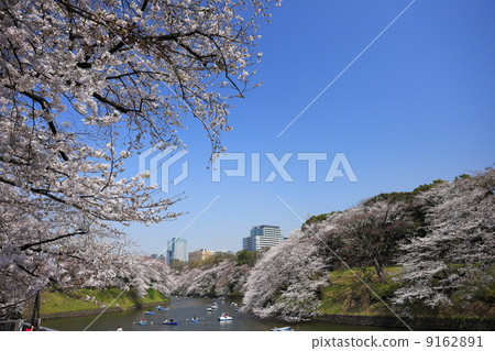 Cherry tree full-bloomed Chidorigafuchi Park Cherry tree full-bloomed Chidorigafuchi Park 9162891