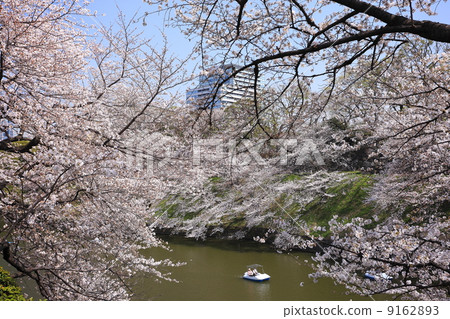 櫻花盛開的Chidorigafuchi公園 9162893