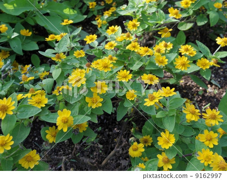 Meranpodiumu 9162997