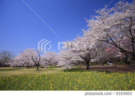 櫻花盛開和油菜田 9163003