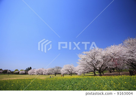 櫻花盛開和油菜田 櫻花盛開和油菜田 9163004