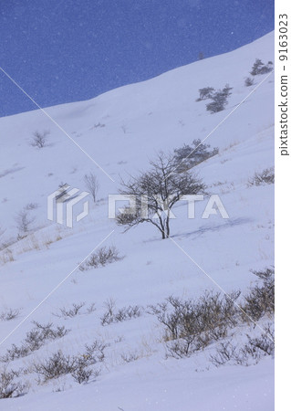 冬天圖像多雪的領域樹 9163023