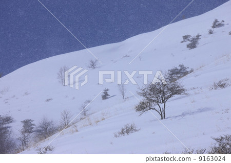 Winter image Trees of snowy field 9163024