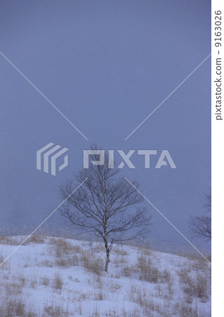 冬天圖像多雪的領域樹 冬天圖像多雪的領域樹 9163026