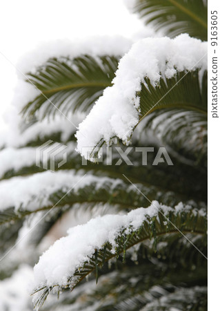 躺在瓢上的雪 9163605