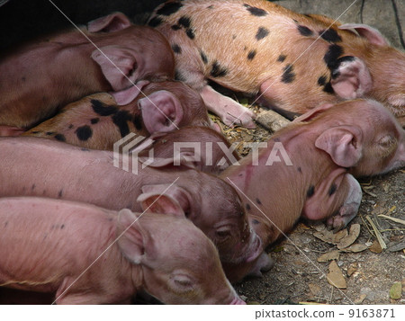 新生仔豬（馬德望/柬埔寨） 9163871