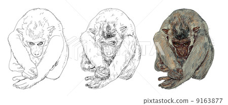 Monkey 9163877