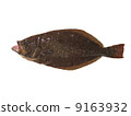 flounder 9163932