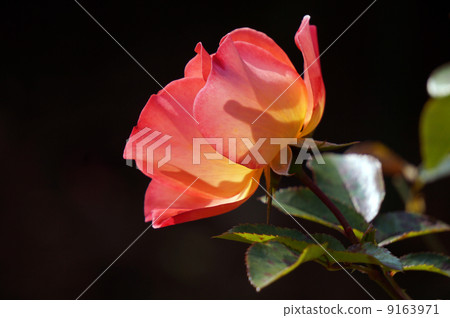 Rose Playboy 9163971