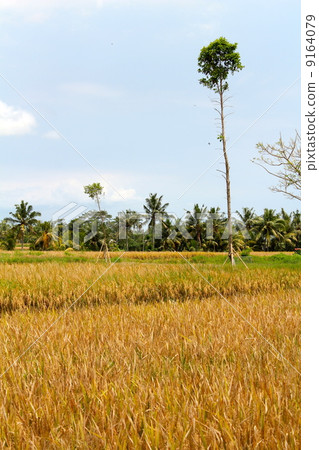 Ubud rice field Ubud rice field 9164079