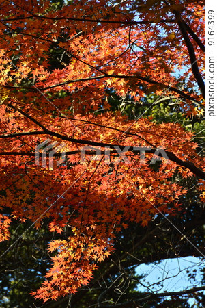 Autumn leaves (Mt. Takao / Hachioji City, Tokyo) 9164399