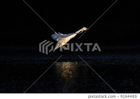 Swan Swan 9164489