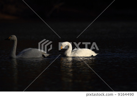 Swan Swan 9164490