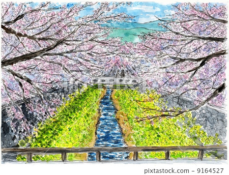 Isezaka河的櫻花 9164527