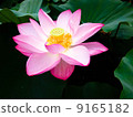 Lotus 9165182