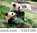 Panda to eat bamboo grass 9165366