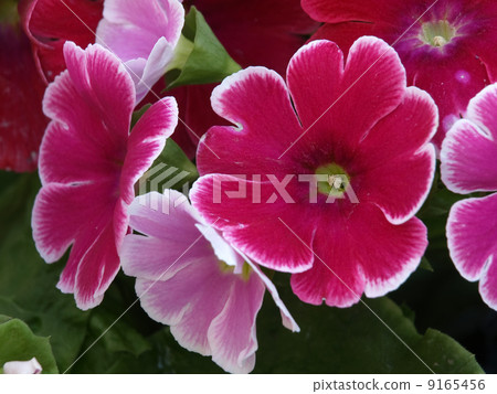 報春花·Obconica 9165456