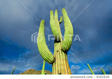 cactus in the Arizona desert against the sky cactus in the Arizona desert against the sky 9165630