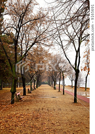 Autumn Autumn 9165691