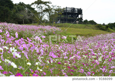 上市高原的宇宙 9166099