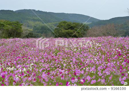 上市高地波斯菊秋天櫻桃和泉市鹿兒島縣秋天花 9166100