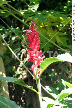 Red ginger Red ginger 9166166