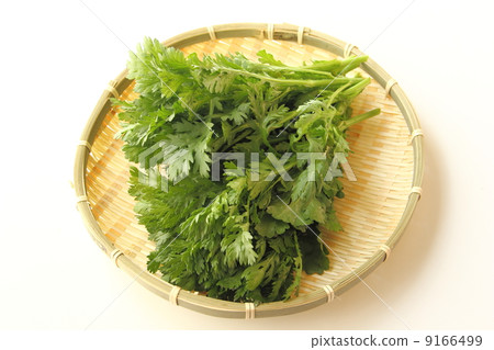 Shanda Shanda 9166499