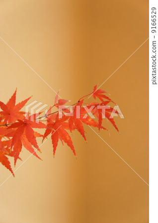 Japanese style leaves of Japanese style room Japanese style leaves of Japanese style room 9166529