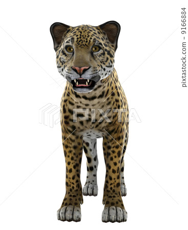 Leopard Leopard 9166884