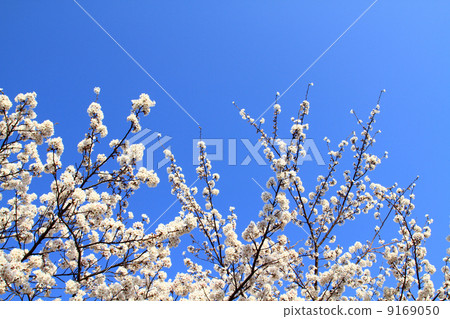Blue sky and cherry blossoms Blue sky and cherry blossoms 9169050