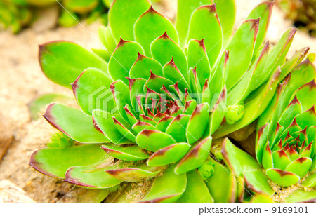 houseleek - Sempervivum 9169101