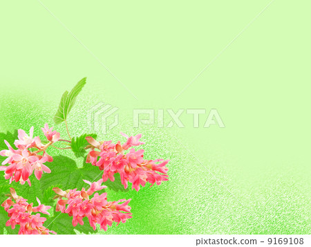 Flowering red Currant (Ribes sanguineum), on green background, with room for text 9169108