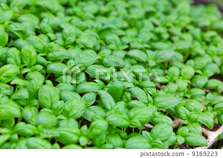 圖庫照片: green leaves of fresh basil. used in cooking in italy