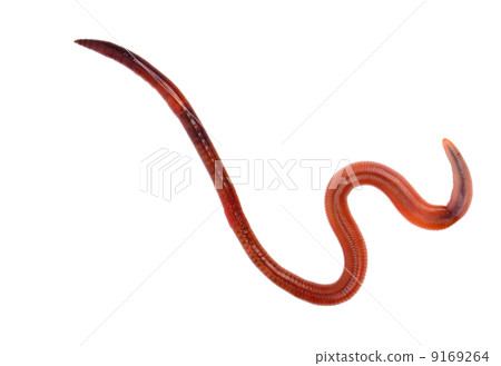 animal earthworm isolated on white animal earthworm isolated on white 9169264